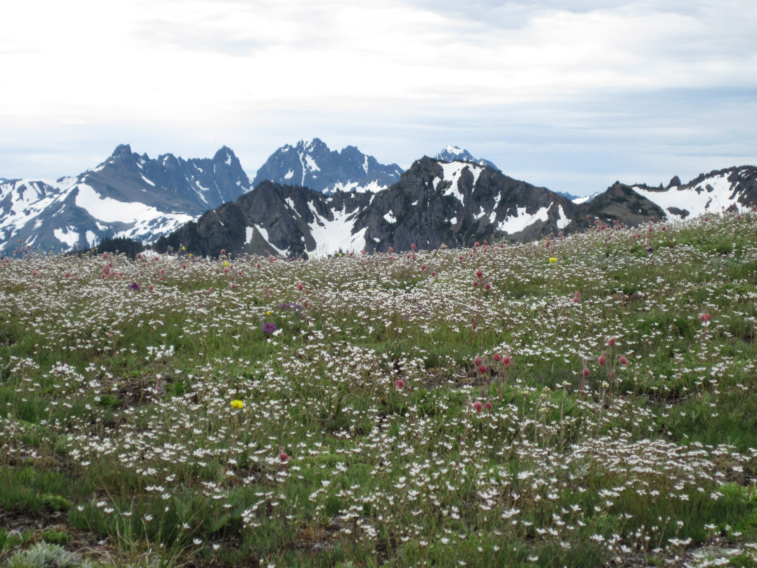 A meadow full of wildflowers with snow-capped mountain ridges in the background